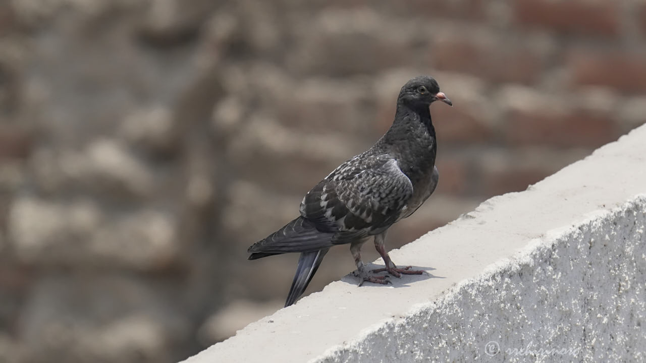 Feral pigeon