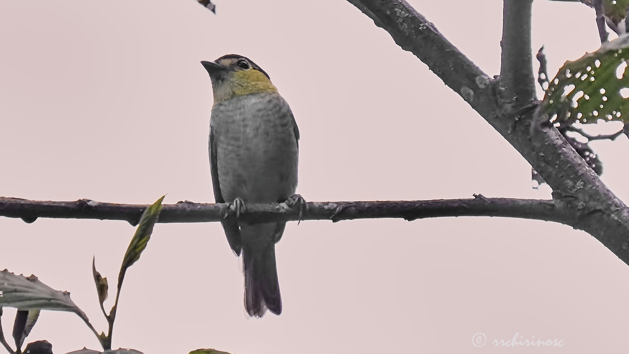 Barred becard