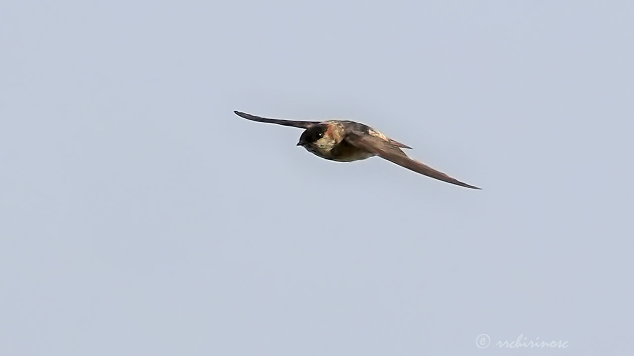 Chestnut-collared swallow