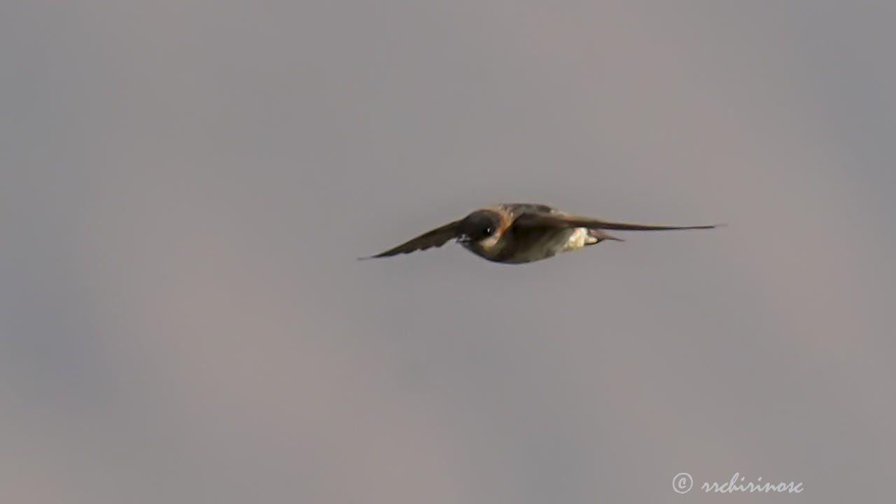 Chestnut-collared swallow