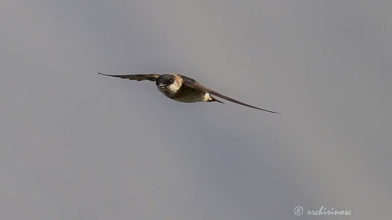 Chestnut-collared swallow