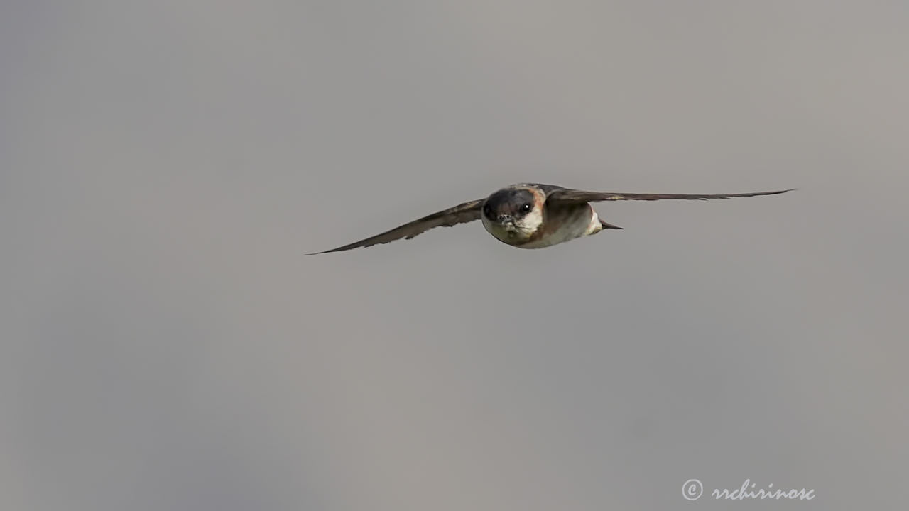 Chestnut-collared swallow