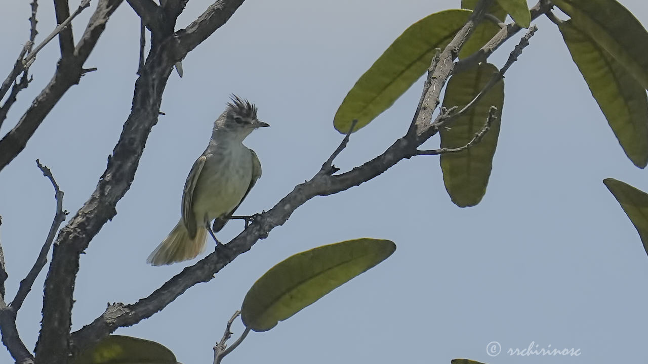 Gray-and-white tyrannulet