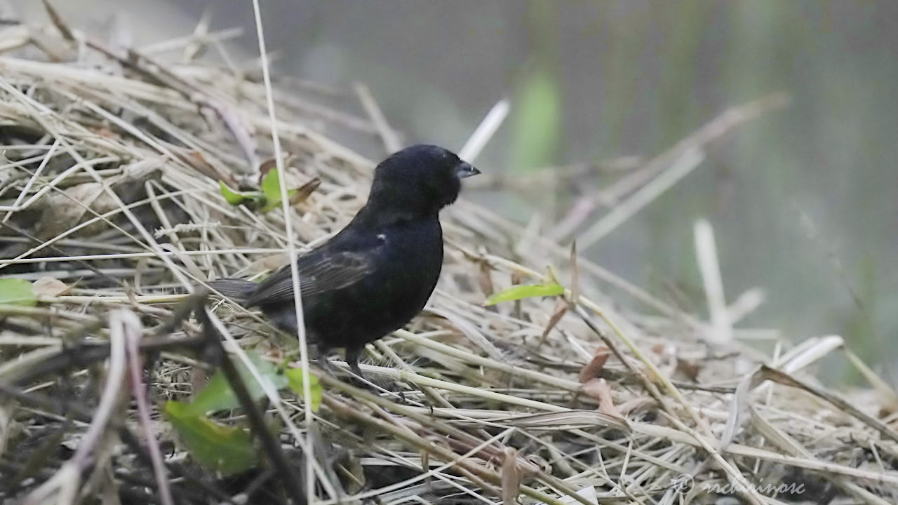 Blue-black grassquit