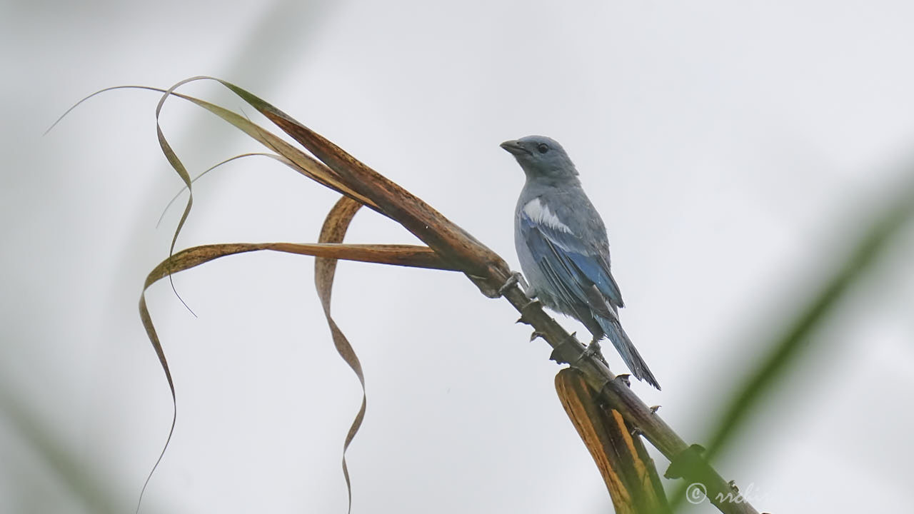Blue-grey tanager