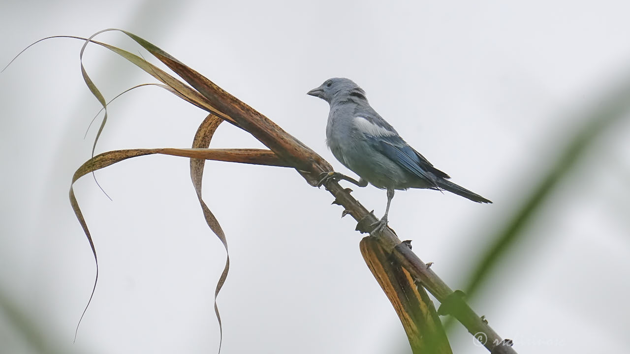 Blue-grey tanager