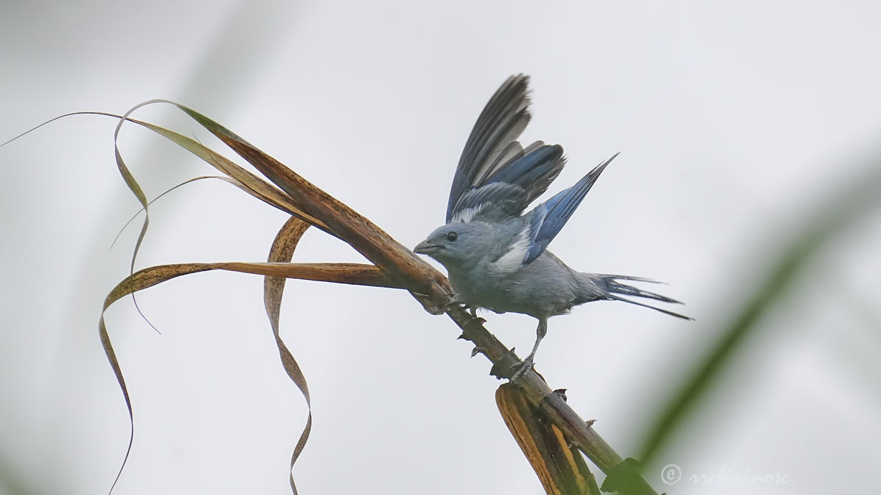 Blue-grey tanager