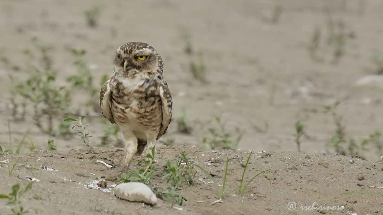Burrowing owl