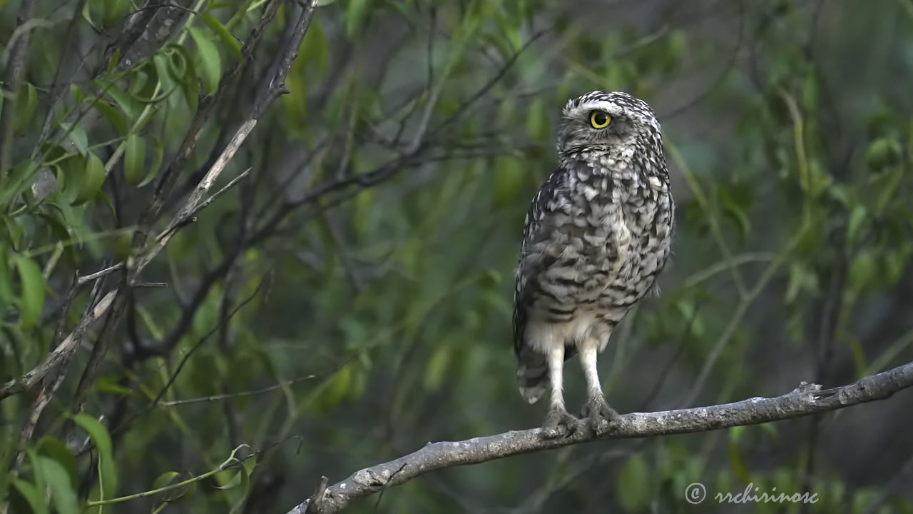 Burrowing owl