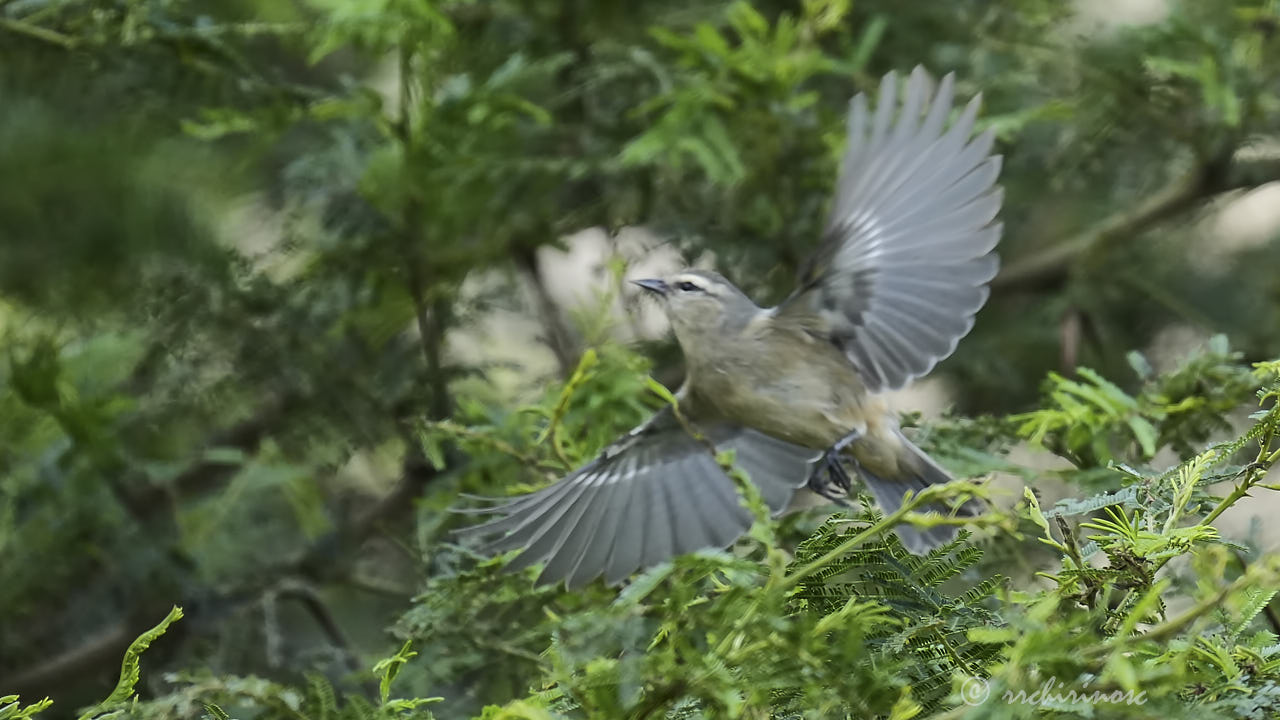 Cinereous conebill