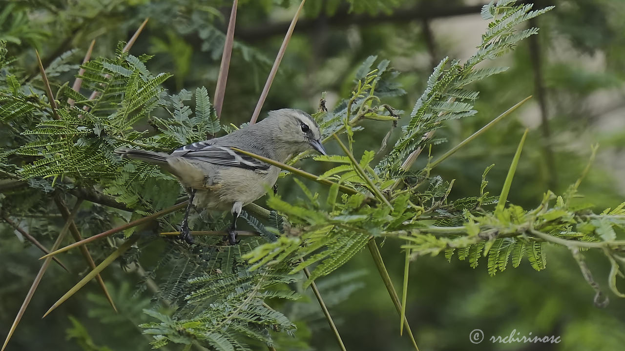 Cinereous conebill