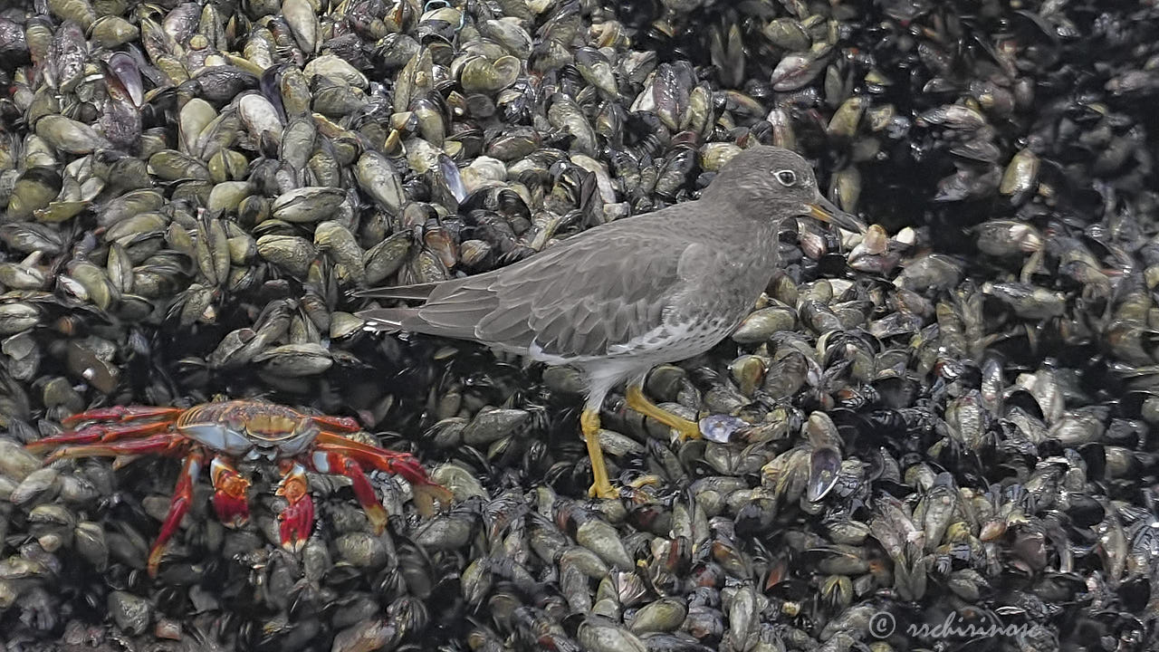 Surfbird