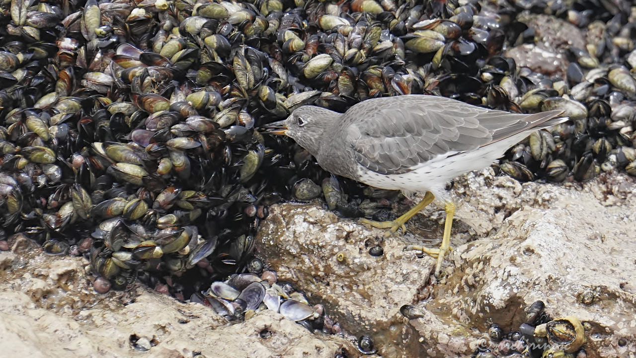 Surfbird