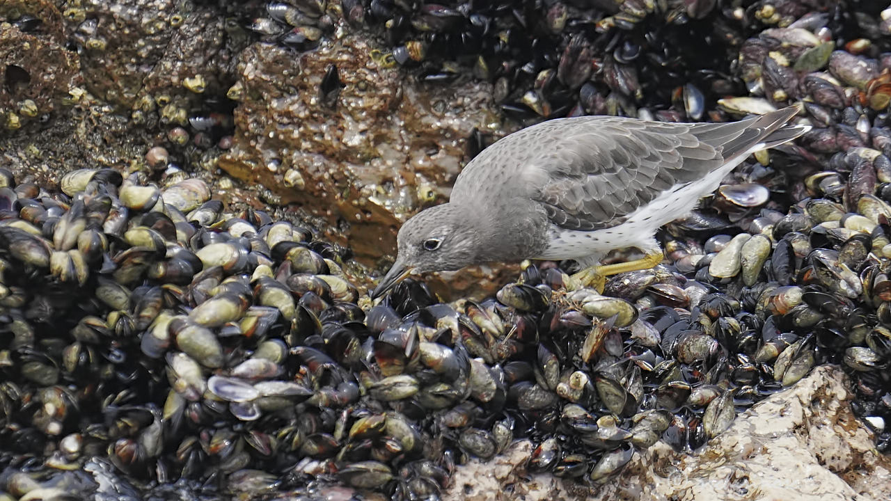 Surfbird