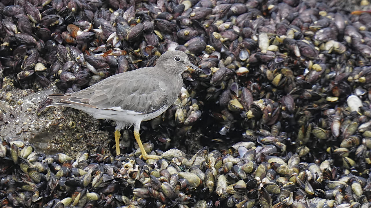Surfbird