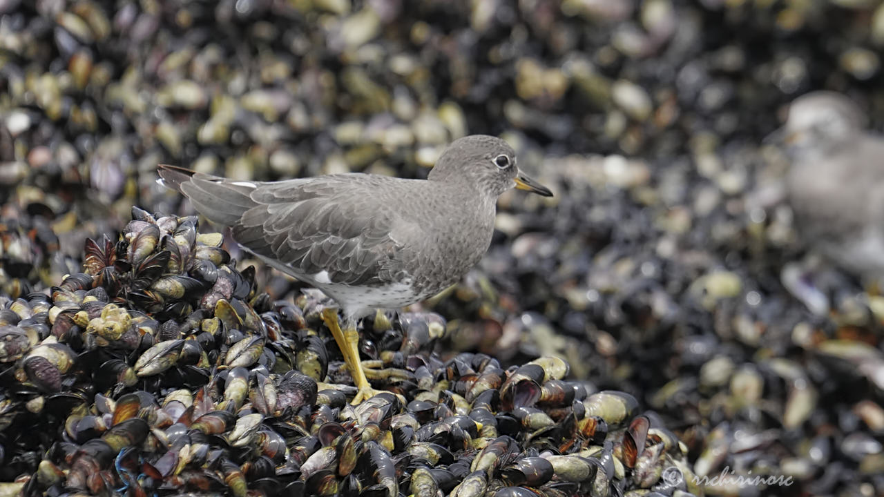 Surfbird