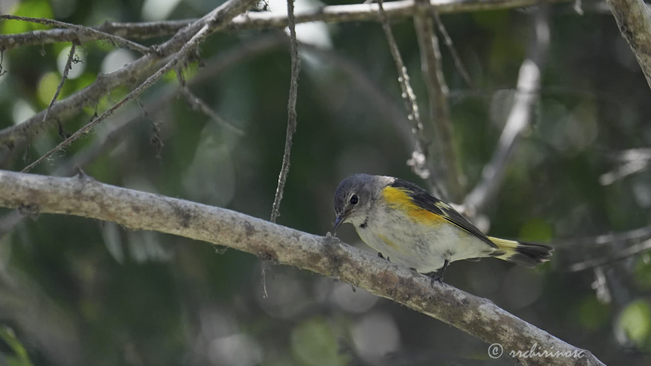 American redstart