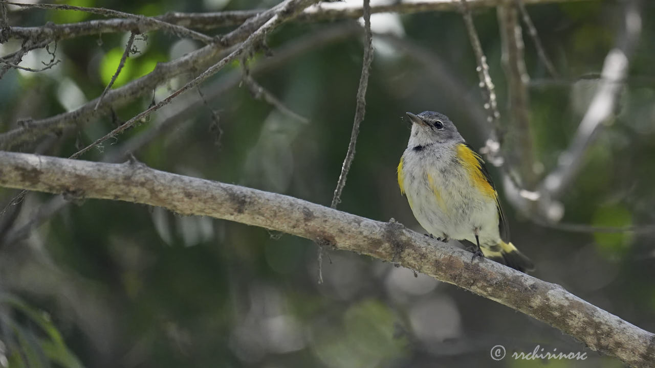 American redstart