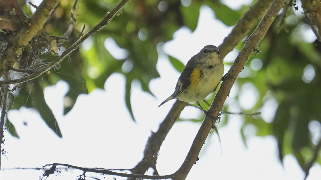 American redstart