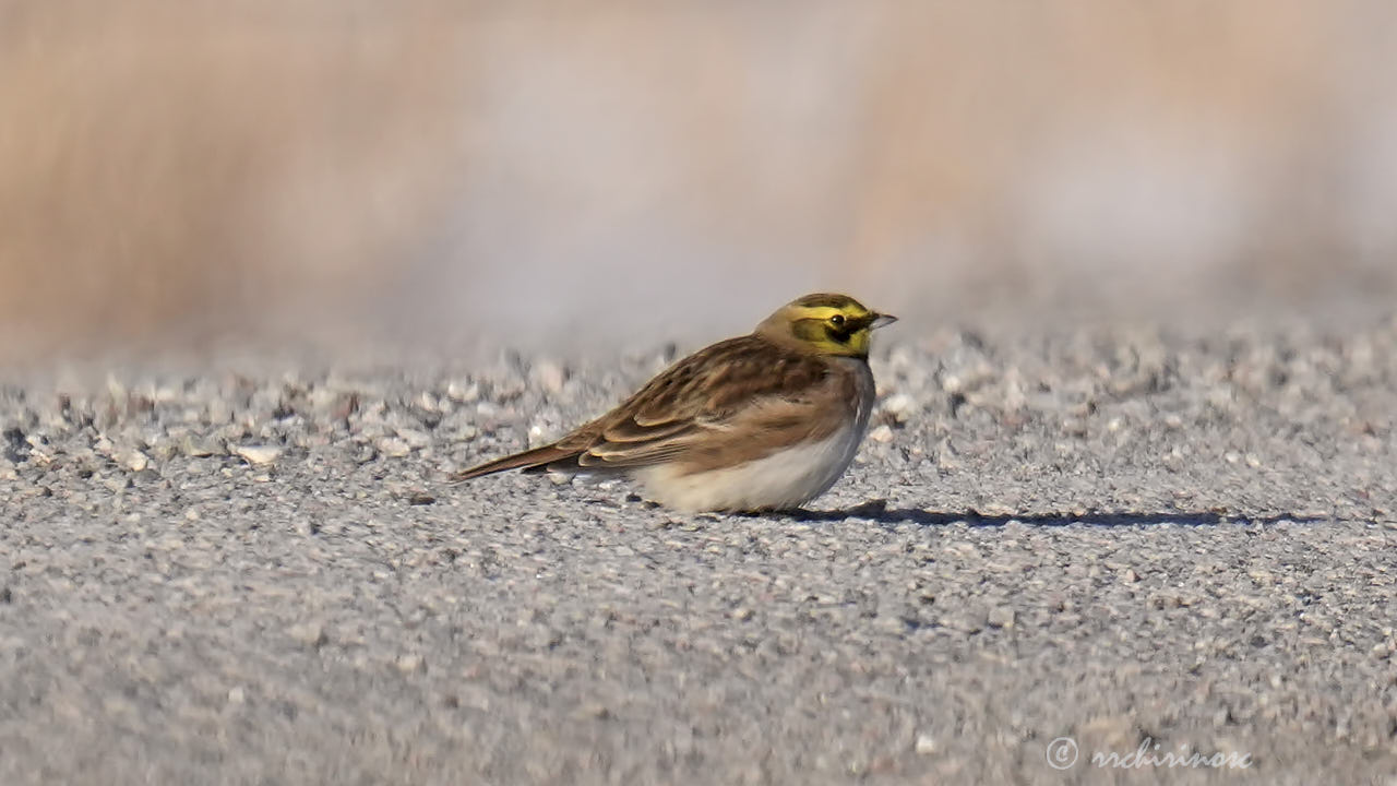 Horned lark