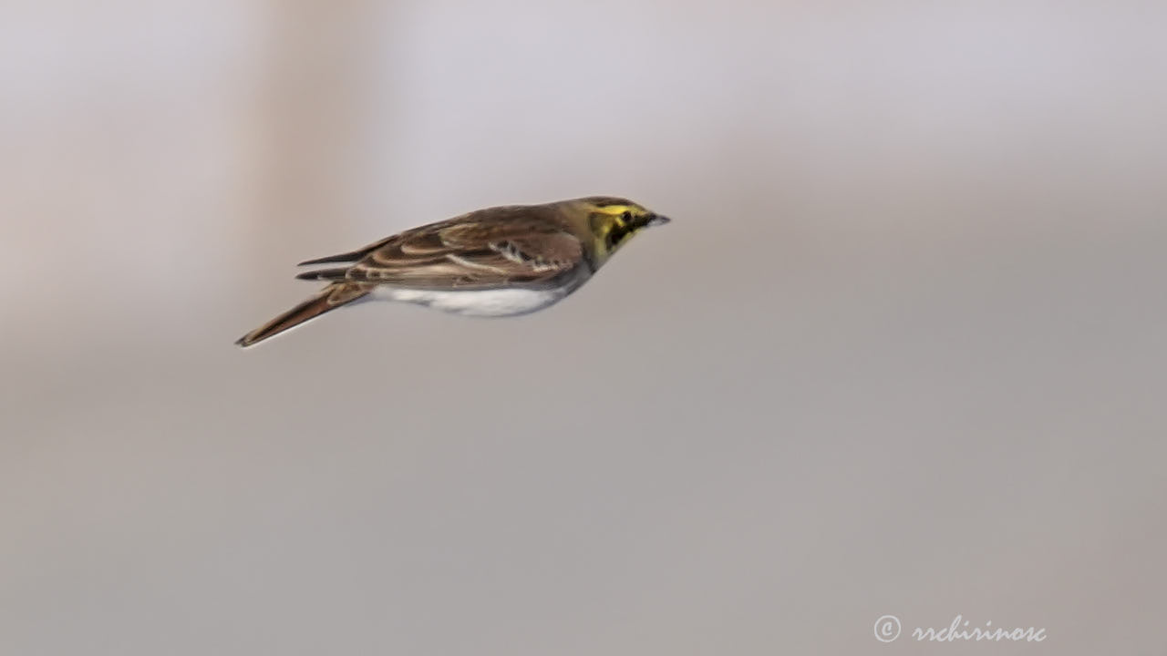 Horned lark