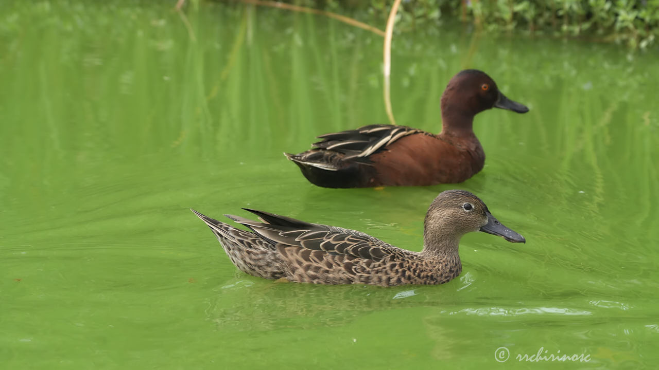 Cinnamon teal