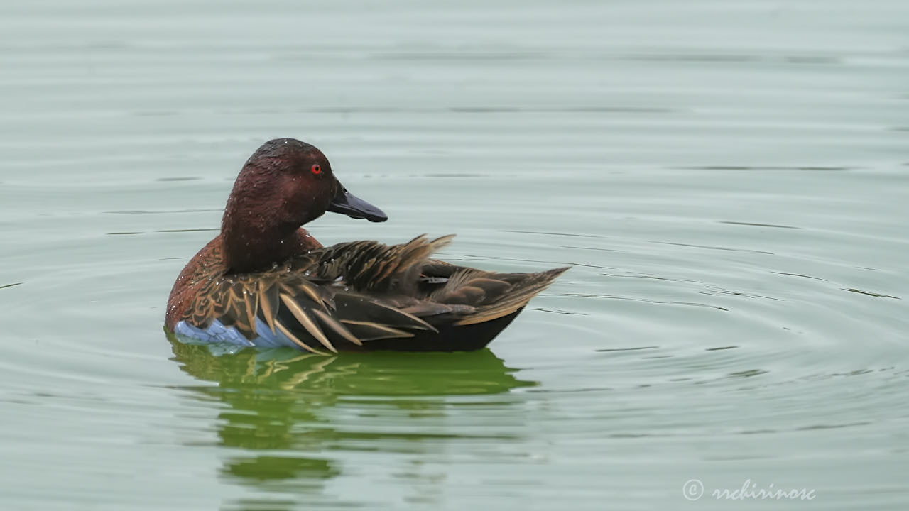 Cinnamon teal