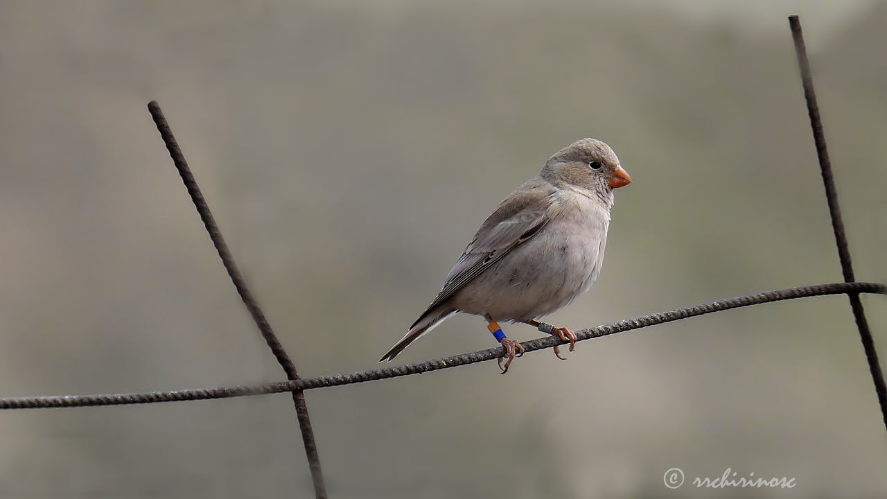 Trumpeter finch