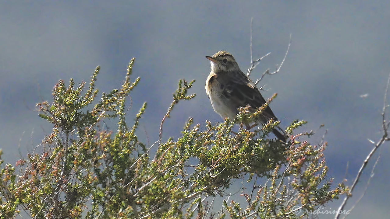 Richard's pipit