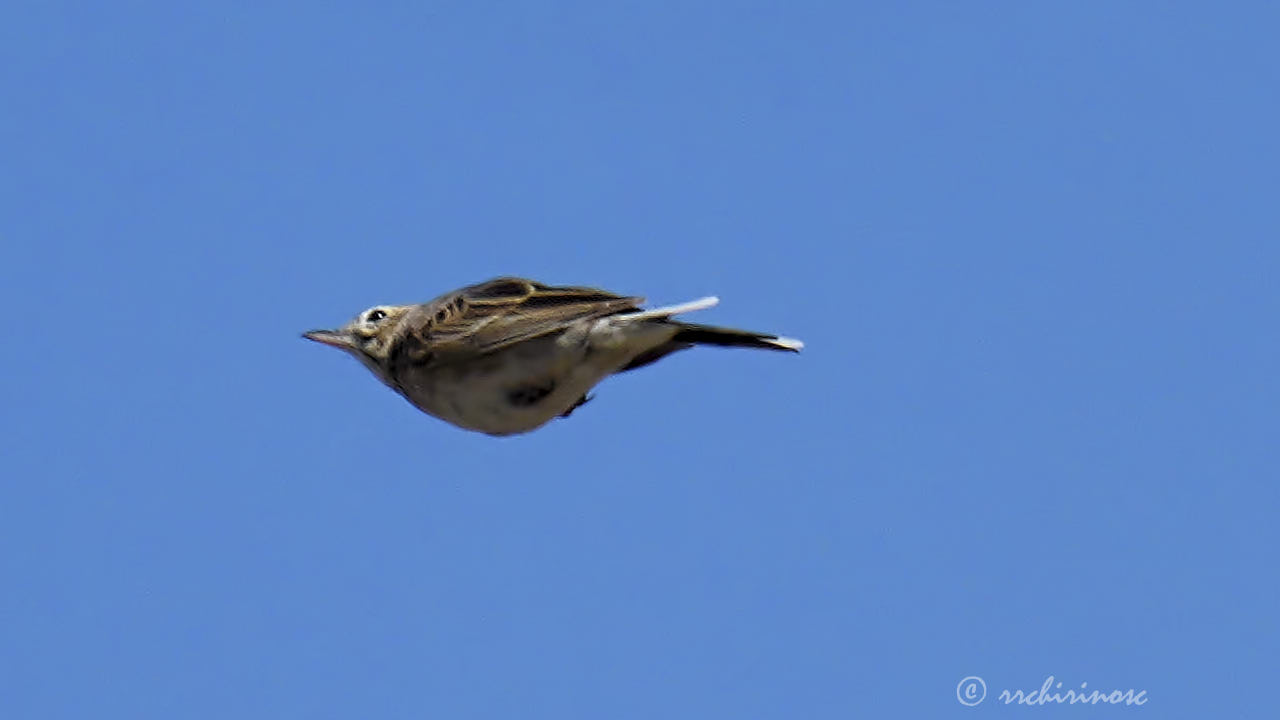 Richard's pipit