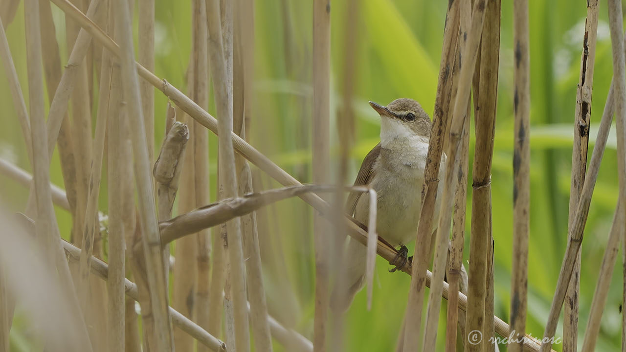 Blyth's reed warbler