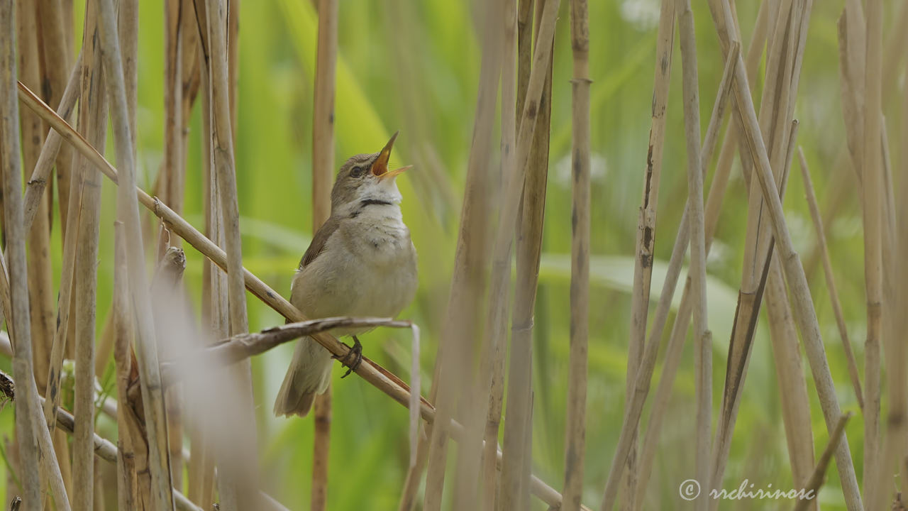 Blyth's reed warbler