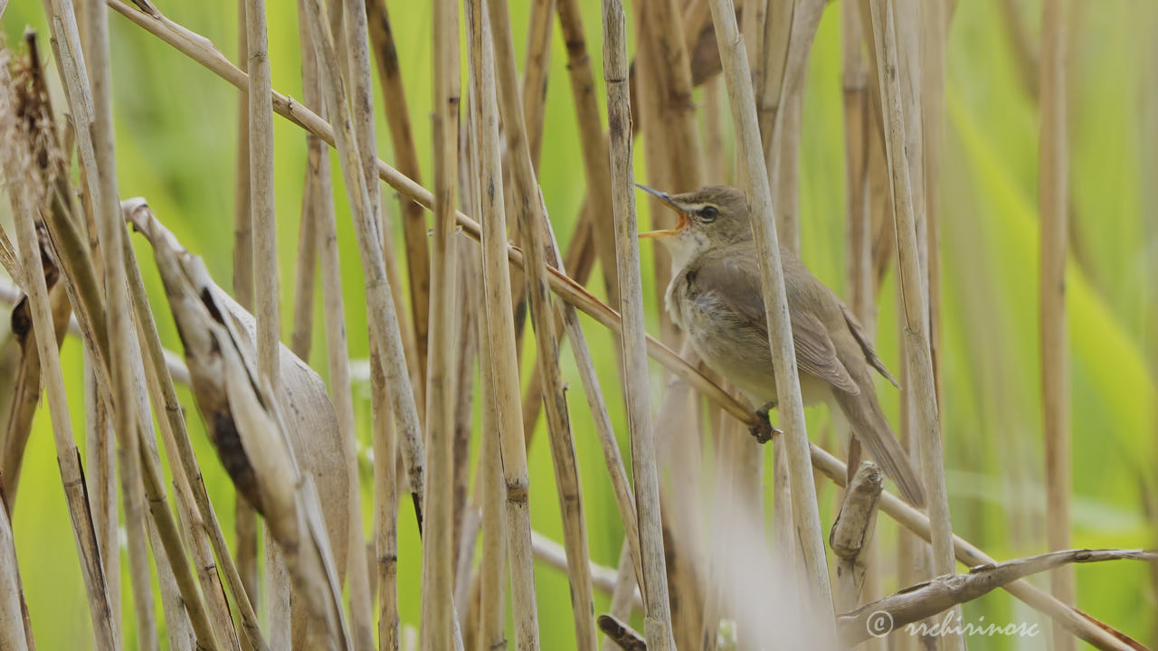 Blyth's reed warbler
