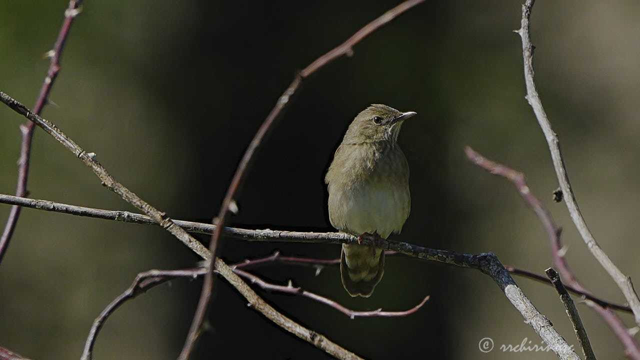 River warbler