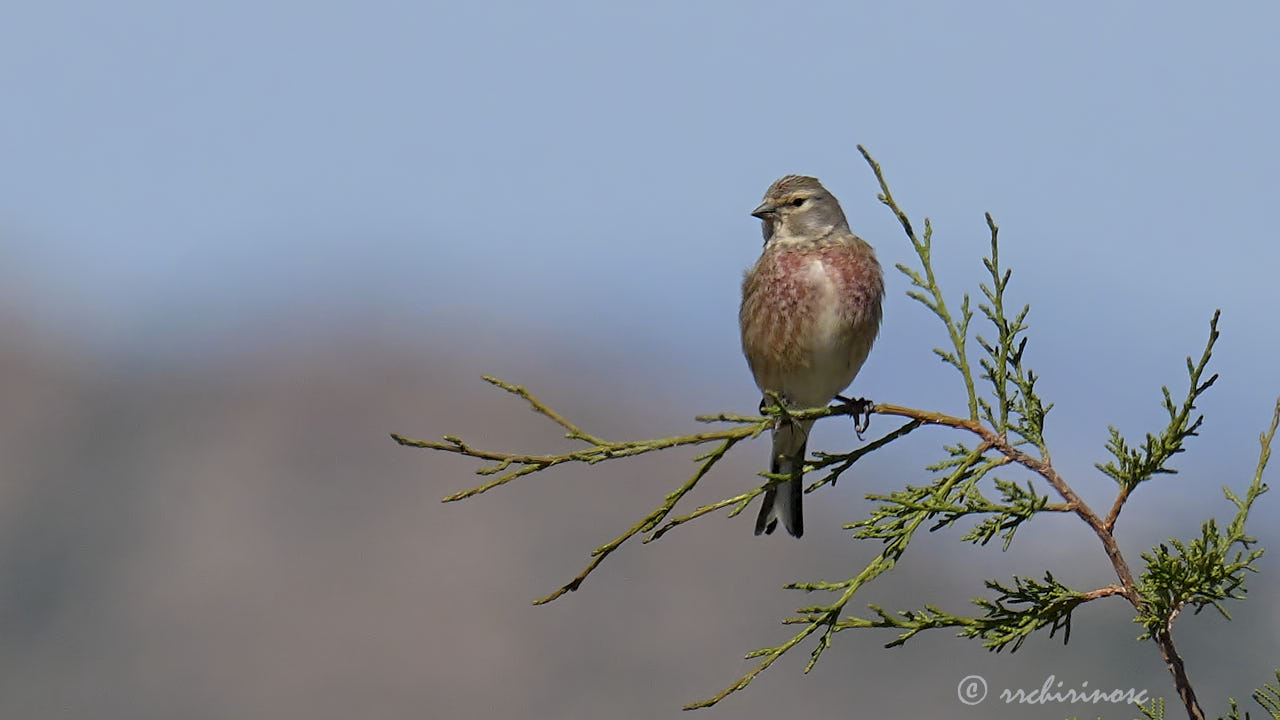 Common linnet